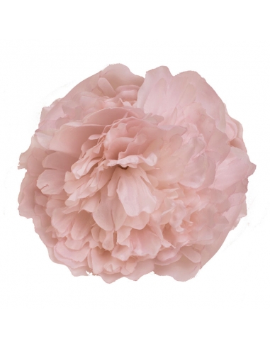 Flower of flamenca pale pink peonia