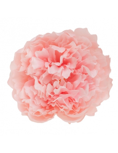 Flamenco flower peonia pink